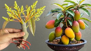 Grow Mango Tree From Cutting In Water With Shocking Result [upl. by Mitchel]