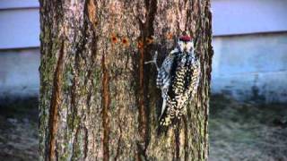 Woodpecker on maple tree [upl. by Avra]