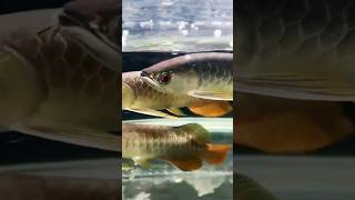 RTG AROWANA [upl. by Ardnazil]