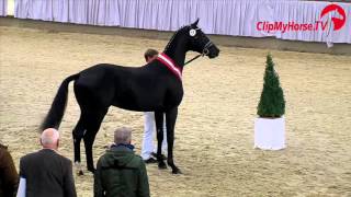 Siegerhengst Dressur  Don Juan de Hus x Stedinger x Rohdiamant  Westfälische Körung  2015 [upl. by Ginnifer57]