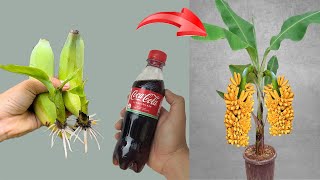 How to propagate banana trees with just 1 coca cola super stimulating the tree to grow the fastest [upl. by Varney]