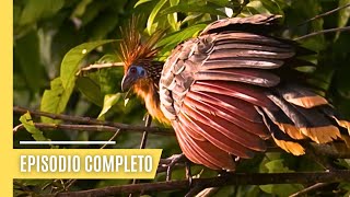 Deltas del mundo  Amazonas  místicos y diversos  Episodio Completo [upl. by Keller]