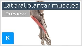 Functions of the lateral plantar muscles of the foot preview  Human 3D Anatomy  Kenhub [upl. by Morell908]