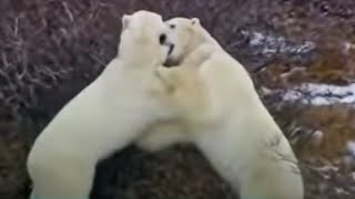 Male Polar Bear Fight Practice  Vets in the Polar Bear Wild  BBC Studios [upl. by Ahseal]