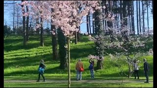 VIDÉO Aux portes des DeuxSèvres le parc de Maulévrier fête le printemps à la japonaise [upl. by Nalced]