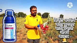 🧅सिंजेंटा कंपनीचे कांदा फुगवण साठी प्रभावी औषधं  कल्टर Cultar⚕️ syngenta cultar nandgaon onion [upl. by Tnert]