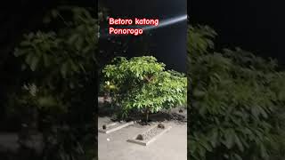 Betoro Katong Ponorogo storywa quotes liriklagu gusdur [upl. by Osi501]