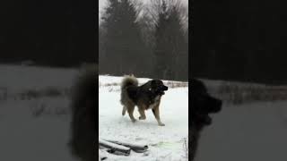 These dogs know how to enjoy the snow dog bigdoglovers pets jozodogs dogs [upl. by Elexa]