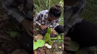 The process of picking large green beans [upl. by Esemaj]