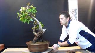 MADROÑO YAMADORI BONSAI [upl. by Ashly]