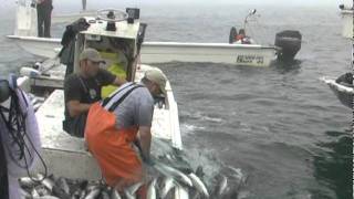 CASTNETTING Mullet Dec 09 2009 [upl. by Malorie]