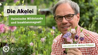 Die Akelei  heimische Wildstaude für den Naturgarten und Nektarquelle für Bienen und Hummeln [upl. by Evette]