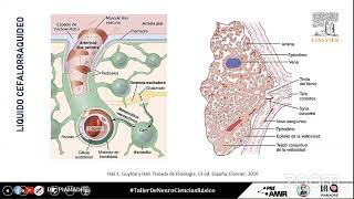 Fisiología del Sistema Nervioso [upl. by Novyaj]