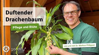 Duftender Drachenbaum Pflegetipps und tolle Blüte  gardify Tipps [upl. by Danya]