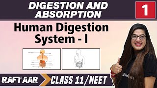 Digestion and Absorption 01  Human Digestion system l  Class 11NEET [upl. by Anirod887]