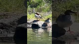 Common mergansers just chillin ducks birdspecies birdslover birdwatching [upl. by Doelling16]