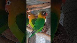 Lovely green Fischers setup birdstv birds lovebird fisherlovebirds birdscage [upl. by Cazzie]