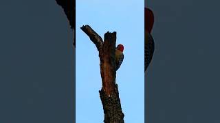 Red Bellied Woodpecker foryou birds wildbirdphotography birdwatching nature birdslover wild [upl. by Ayimat]