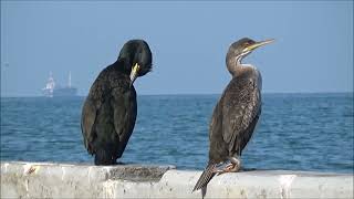 Vranjeka  Phalacrocorax aristotelis Linnaeus 1761 [upl. by Moitoso]