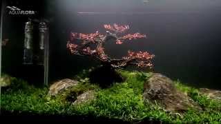 Aquaflora  Red Bonsai TreeScape by FAAO [upl. by Naginarb]