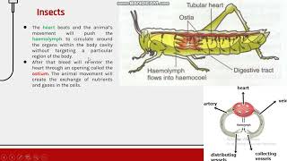 circulatory system of insects [upl. by Mafala]