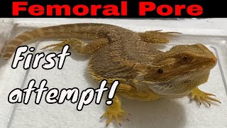 Spike the bearded dragon my first femoral pore cleaning did NOT go well [upl. by Sleinad944]