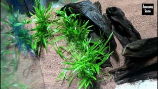 Tutorial Allestimento Acquario 75lt quotBiotopo Sud Americaquot [upl. by Wyne]