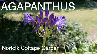 Agapanthus  How To Grow Agapanthus Plants [upl. by Sidman]