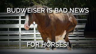 Budweiser Is Bad News for Horses New Footage Shows Disfigured Clydesdales in Distress [upl. by Heyman]