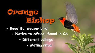 Orange Bishop Beautiful Weaver Native to Africa Calls Weave Feed and Mating Ritual Birding28 [upl. by Keung]