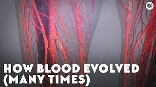 How Blood Evolved Many Times [upl. by Perice]