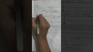 Easy mnemonic for mechanism action of salbutamol in bronchial asthama bds pharmacology mbbs [upl. by Aimekahs]