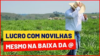 Como LUCRAR COM NOVILHAS com MERCADO DO BOI em baixa [upl. by Seow]