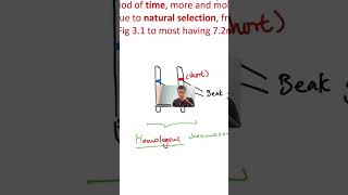 Homologous Chromosomes Alleles Finally Explained [upl. by Kat]