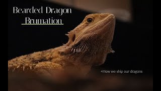 Bearded Dragon Hibernation  Is It SAFE to Ship Dragons [upl. by Asela]