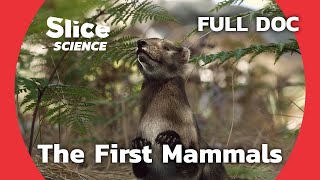 Chinese Fossils Reveal the Evolution of Mammals  SLICE SCIENCE  FULL DOCUMENTARY [upl. by Aititel]