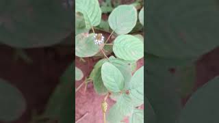 Desmodium heterocarpon medicinal medicinalherbs flowers botanicalgarden mahanadiriver [upl. by Eggleston847]