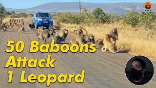 50 Baboons Attack 1 Leopard [upl. by Nnayllehs373]