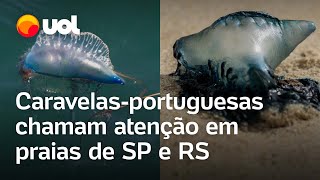 Caravelasportuguesas chamam a atenção de banhistas em praias de SP e RS [upl. by Elleinwad]