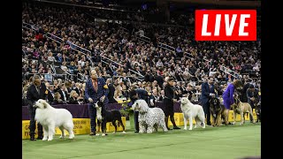 LIVE  Westminster Dog Show Live Stream  2024 Westminster Dog Show Live [upl. by Loughlin375]