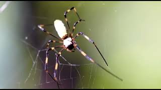 GOLDEN SILK ORBWEAVER LOVES CUBAN JAZZ [upl. by Pride]