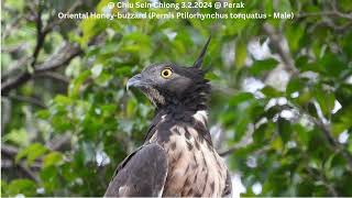 Oriental Honeybuzzard Pernis Ptilorhynchus torquatus  Male  Chiu S C DSCN2173 [upl. by Kimon841]