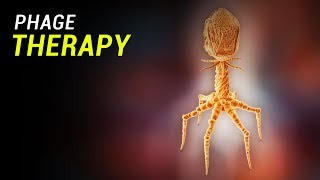 Phage Therapy How does it work [upl. by Alaric]