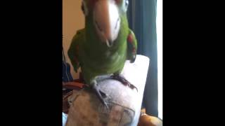 red fronted conure screaming [upl. by Anoek]