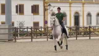 Zelador Lusitano Horse [upl. by Erminia]