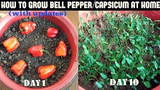 How to Grow Bell PepperCapsicum at Home WITH UPDATES [upl. by Anilra]