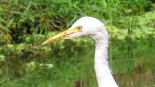 Cattle Egrets At The Pond [upl. by See]