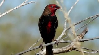 Pilbara Inhabitants  FINCHES [upl. by Snoddy]