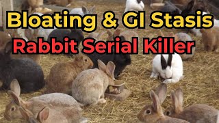 Gi stasis and Bloating in Rabbits Causes and treatment [upl. by Poul]