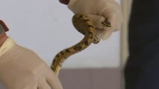 Snake smuggler foiled in Shanghai airport 121 snakes found in suitcase [upl. by Brass]